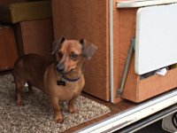 VW Dogs