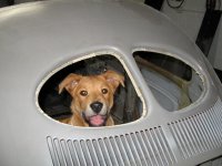 VW Dogs