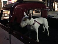 VW Dogs