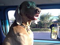 VW Dogs