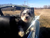VW Dogs