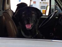 VW Dogs