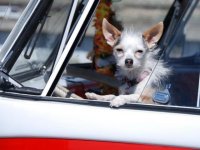 VW Dogs