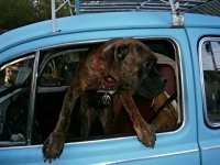 VW Dogs