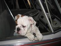 VW Dogs