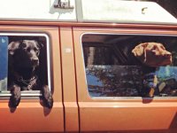 VW Dogs