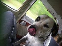 VW Dogs