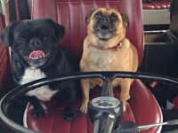VW Dogs