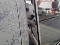 VW Dogs