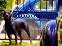 VW Dogs