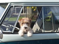 VW Dogs