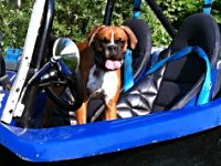 VW Dogs