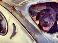 VW Dogs