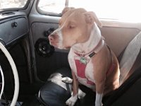 VW Dogs