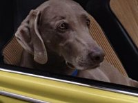 VW Dogs