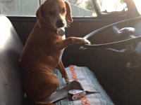VW Dogs