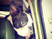 VW Dogs