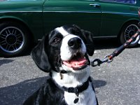 VW Dogs