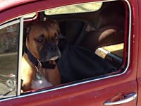 VW Dogs