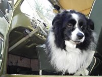 VW Dogs