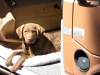 VW Dogs