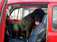 VW Dogs