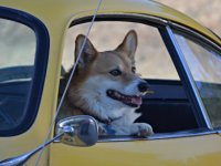 VW Dogs