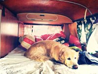 VW Dogs