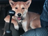VW Dogs