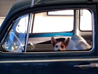 VW Dogs
