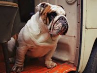 VW Dogs