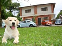 VW Dogs