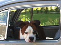 VW Dogs