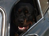 VW Dogs