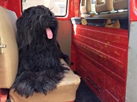 VW Dogs