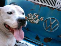 VW Dogs