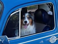 VW Dogs