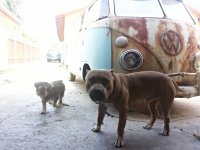 VW Dogs