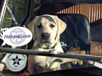 VW Dogs