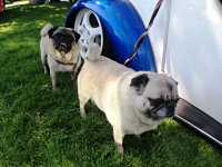 VW Dogs