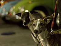 VW Dogs