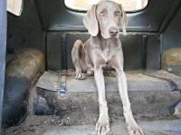 VW Dogs