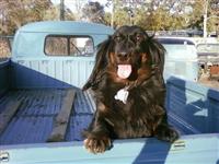 VW Dogs