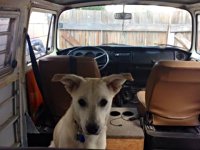 VW Dogs