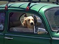 VW Dogs