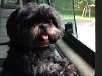 VW Dogs