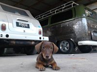 VW Dogs