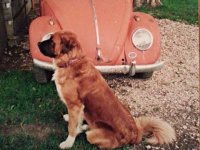 VW Dogs