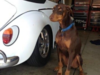 VW Dogs