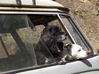VW Dogs